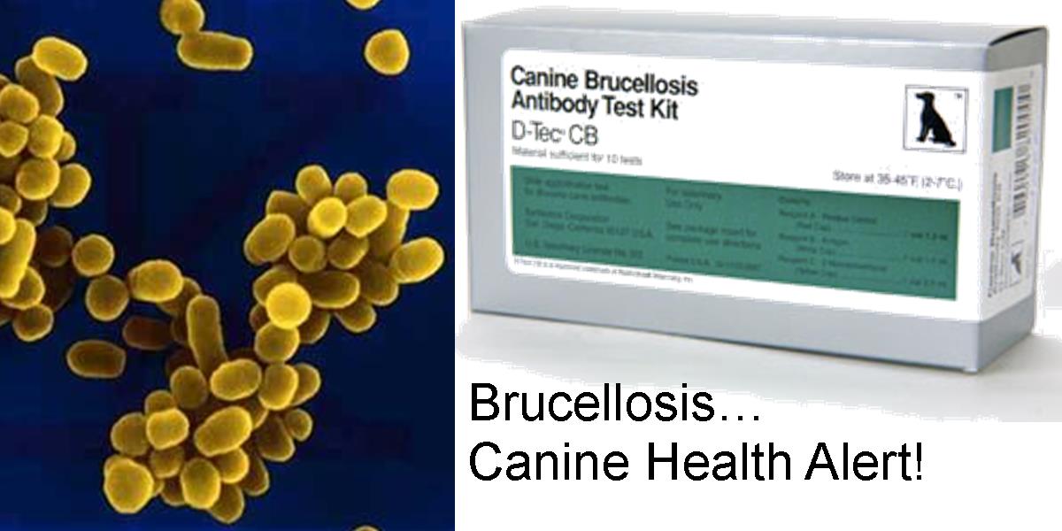 Brucellosis... Canine Health Alert!